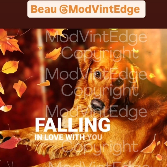 Meet your Posher, Rebecca, Peter, Beau & Duke Golden Retrievers, & Tracey Beagle - Picture 4 of 16